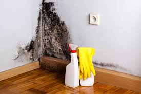 Best Mold Odor Removal Services in Clifton Springs, NY